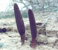 plant05.jpg