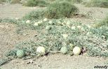 plant07.jpg