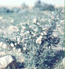 plant24.jpg