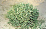 plant25.jpg
