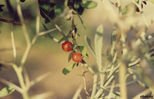plant28.jpg