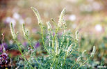 plant29.jpg