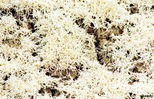 plant31.jpg