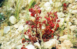 plant37.jpg