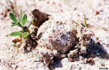 plant38.jpg
