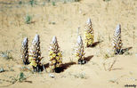plant41.jpg