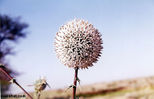 plant46.jpg
