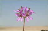 plant51.jpg