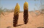 plant54.jpg