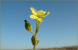 plant55.jpg