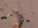 sandfish.jpg