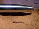 worm.jpg
