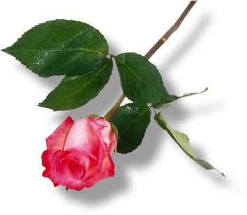 flower~2.jpg