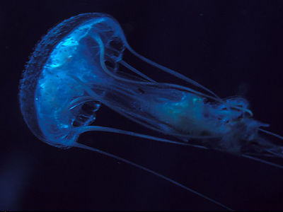 Ocean_03.jpg