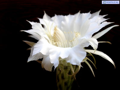 bloem_12.jpg