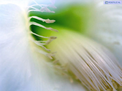 bloem_13.jpg