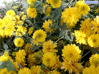 bloem_14.jpg