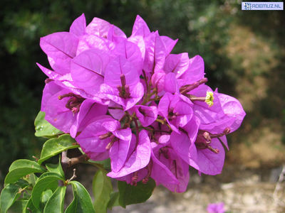 bloem_16.jpg