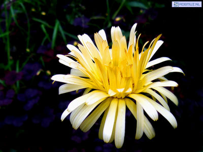 bloem_22.jpg
