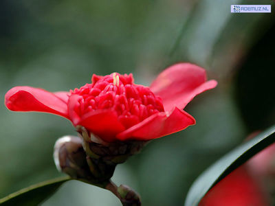 bloem_36.jpg