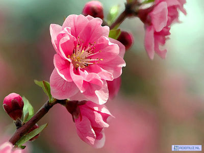 bloem_37.jpg