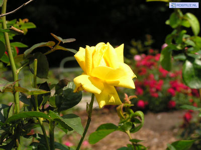 bloem_41.jpg