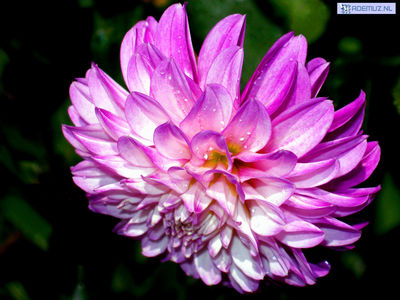 bloem_42.jpg