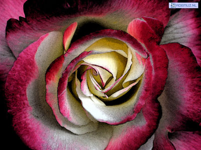 bloem_45.jpg