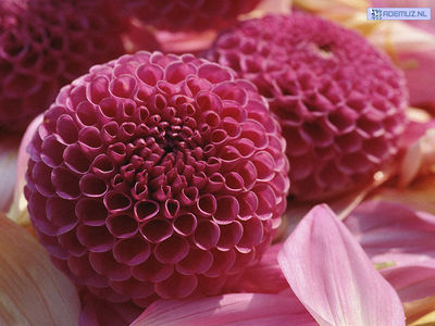 bloem_47.jpg