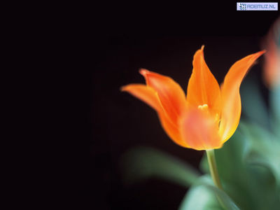 bloem_53.jpg