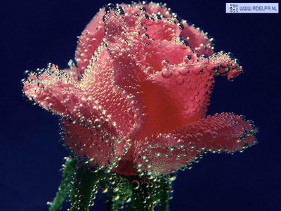 bloem_56.jpg