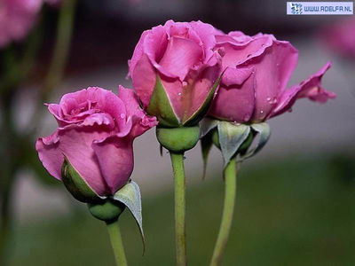 bloem_57.jpg