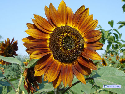 bloem_7.jpg