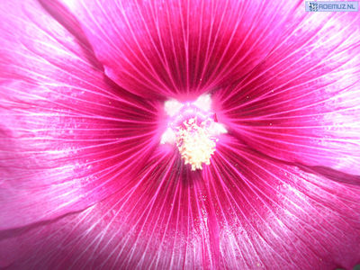 bloem_9.jpg