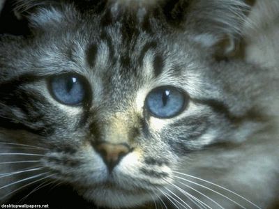 cat_003.jpg