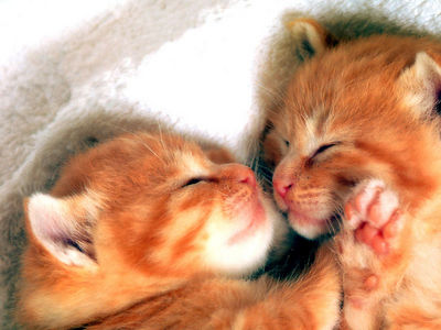 cats_003.jpg