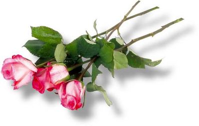 flower~0.jpg