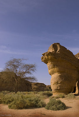 مدائن صالح - العلا - السعودية
مدائن صالح - العلا - السعودية
