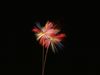 اسم الصورة=Fireworks1024001.jpg
حجم الملف=51كيلوبايت
الأبعاد=1024x768
تاريخ الإضافة=%600 %05, %2007 Fireworks1024001.jpg