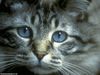 اسم الصورة=cat_003.jpg
حجم الملف=136كيلوبايت
الأبعاد=1024x768
تاريخ الإضافة=%561 %05, %2007 cat_003.jpg