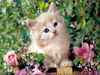 اسم الصورة=poes.jpg
حجم الملف=487كيلوبايت
الأبعاد=1024x768
تاريخ الإضافة=%476 %05, %2007 poes.jpg