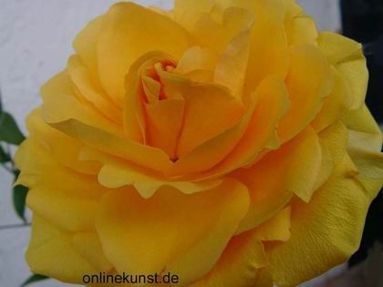 Resize of 800_wallpapergelberose.jpg