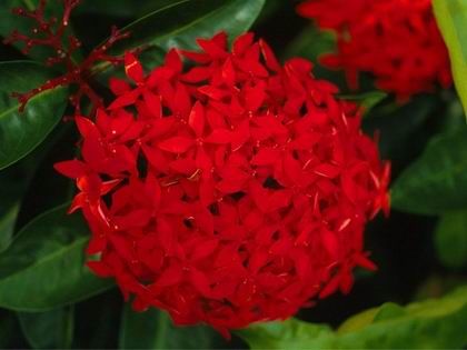 Resize of FLOWER1.JPG