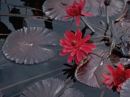 Resize of flowers041_2.jpg