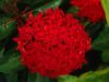 Resize of FLOWER1.JPG