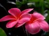 Resize of FLOWER3.JPG