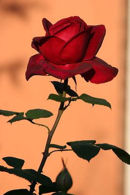 255994887_dce128681f.jpg