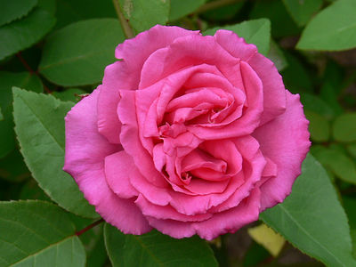 317604192_966beafb68.jpg