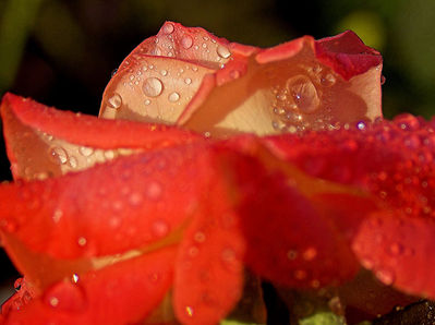 329741882_c9dbb08441.jpg