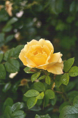 345063267_59c52eb912.jpg